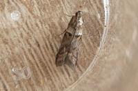 Acrobasis consociella