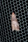 Acrobasis advenella