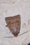 Hoplodrina octogenaria