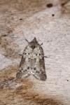 Nycteola revayana
