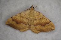 Camptogramma bilineata