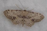 Idaea dimidiata
