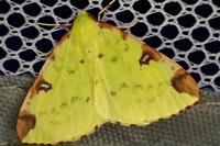 Opisthograptis luteolata