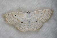 Scopula immutata