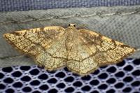 Stegania trimaculata