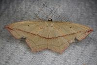 Timandra comae