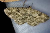 Peribatodes rhomboidaria rhomboidaria