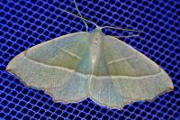 Campaea margaritaria