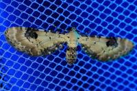 Eupithecia centaureata