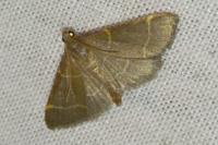 Hypsopygia glaucinalis