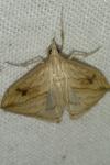 Evergestis forficalis