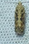 Scrobipalpa ocellatella
