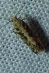 Scrobipalpa ocellatella