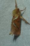 Triodia sylvina