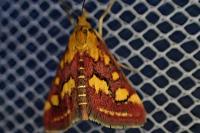 Pyrausta purpuralis