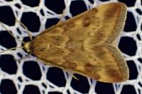 Pyrausta despicata despicata