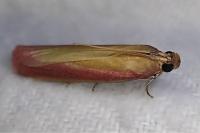 Oncocera semirubella