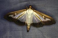 Cydalima perspectalis