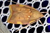 Carcina quercana