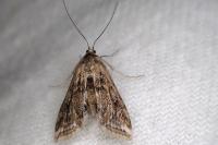 Cataclysta lemnata