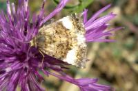 Tyta luctuosa