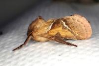 Triodia sylvina