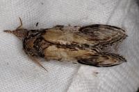 Notodonta ziczac