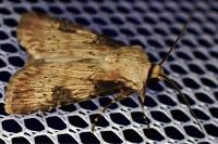 Agrotis puta