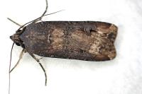 Agrotis ipsilon