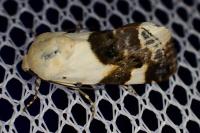 Acontia lucida