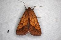 Pyrrhia umbra