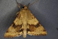 Heliothis viriplaca