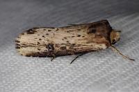 Axylia putris