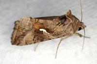 Autographa gamma