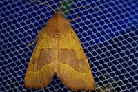 Atethmia centrago