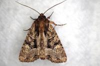 Apamea remissa