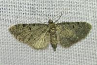 Eupithecia virgaureata