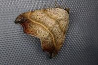Laspeyria flexula