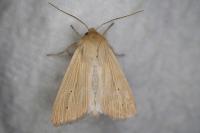 Mythimna pallens