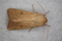 Mythimna vitellina