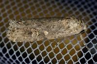 Spodoptera exigua