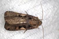 Xestia c-nigrum