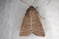 Hoplodrina ambigua