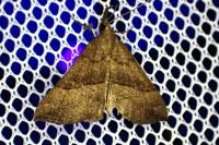 Hypena proboscidalis