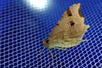 Macaria alternata