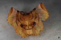 Selenia lunularia