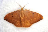 Watsonalla binaria