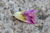 Eublemma purpurina