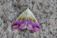 Eublemma purpurina