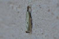 Agriphila inquinatella